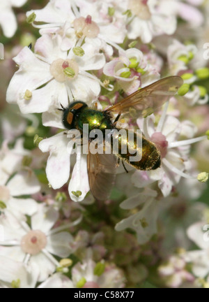 Mouche Soldat vert, Chloromyia formosa Stratiomyidae, Diptères,. Aka Centurion Centurion large ou Large mouche soldat. Des hommes. Banque D'Images