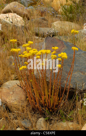 Stonecrop Sedum forsterianum (Rock) Banque D'Images