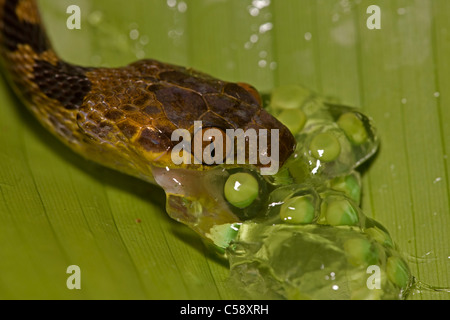 Le nord de Cat-eyed Snake - (Leptodeira septentrionalis) - manger des oeufs de grenouille - Costa Rica - forêt tropicale Banque D'Images