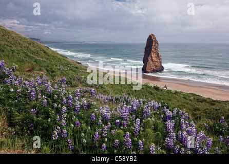 Après-midi défrichage au Oregon's Cape Blanco State Park avec lupin en fleurs et pyramide offshore Rock. Banque D'Images