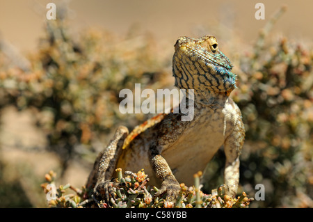 Le rock sudiste, Agama agama Agama, Knobel, atra, knobeli Goegap Nature Reserve, le Namaqualand, Afrique du Sud Banque D'Images