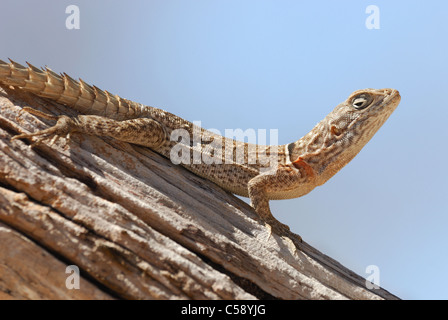 Madagascar Oplurus cyclurus Swift (iguane) dans la forêt décidue sèche du Parc National d'Ankarafantsika, nord ouest de Madagascar. J Banque D'Images