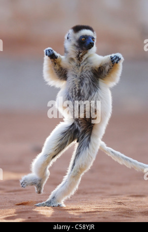 Le Propithèque de verreaux (Propithecus verreauxi) Danse de Madagascar Banque D'Images