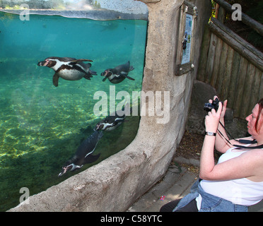 Les pingouins au zoo du bassin d'être photographiés. Banque D'Images