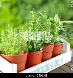 Close-up de plantes en pots disposés en rangée Banque D'Images