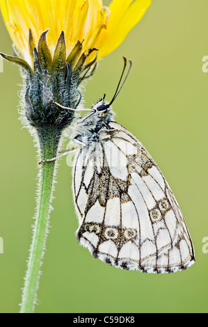 En Papillon Blanc reposant sur fleur jaune Banque D'Images