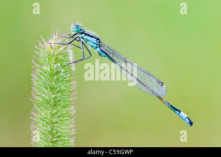 Queue bleu libellule posée sur tige d'herbe à fleurs Banque D'Images