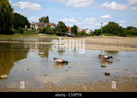 Canards pagayer dans le Tamise à marée basse à Chiswick Eyot et Chiswick Mall, Chiswick, Londres, UK Banque D'Images