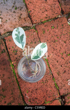 La multiplication des plantes d'une variété de figuier. Photo 4 de 10 : croissance des racines dans le bocal d'eau. Banque D'Images