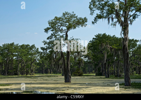 Les marécages de la rivière Atchafalaya, près de McGee's Landing, Louisiana Banque D'Images