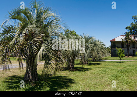 Palmiers sur une plantation près de La Nouvelle-Orléans, Louisiane, Etats-Unis Banque D'Images