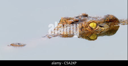 Close-up d'un crocodile du Nil avec reflet dans l'eau ( Crocodylus niloticus ) - Kruger National Park Banque D'Images