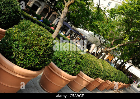 Ligne de plantes identiques dans des pots. Banque D'Images