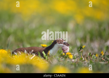 Des profils hermine (Mustela erminea) en manteau d'hermine avec un bébé dans la bouche. L'Europe Banque D'Images