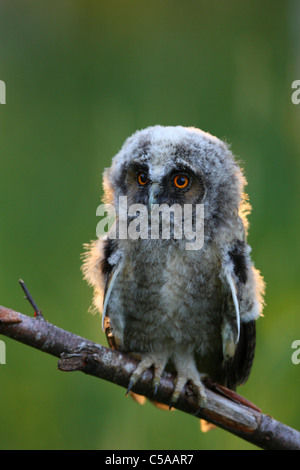Portrait of young Long-eared Owl (Asio otus). L'Europe Banque D'Images