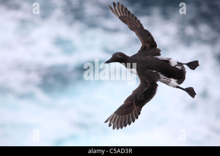 Flying guillemot (Uria aalge) dans la forme bridée (avec des lunettes). L'Europe Banque D'Images