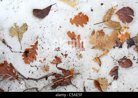 Signes du printemps - les feuilles de l'automne dernier apparaissent sous la neige fondante Banque D'Images