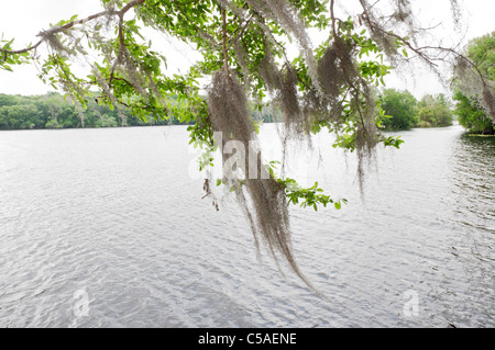 La rivière Suwannee à Manatee Springs State Park, Floride Banque D'Images