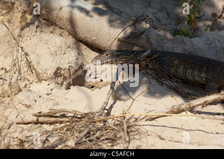 L'eau du Nil varan (Varanus niloticus ) sur les berges du Zambèze, Zambie Banque D'Images