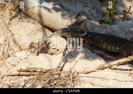 L'eau du Nil varan (Varanus niloticus ) sur les berges du Zambèze, Zambie Banque D'Images