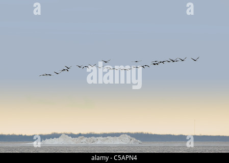 La grue cendrée (Grus grus) sont voler au-dessus de la mer, de migration de printemps. Avril 2011, l'Europe. Banque D'Images