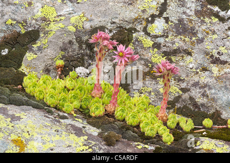 Houseleek Sempervivum montanum, montagne, Valgrisenche, Alpes Italiennes Banque D'Images