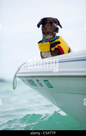 Chien équitation dans un bateau Banque D'Images