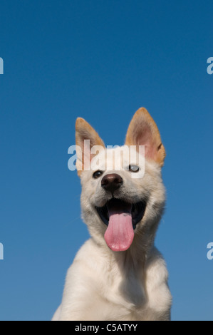 Portrait d'une race mélangée Shiba Inu chiot. Banque D'Images