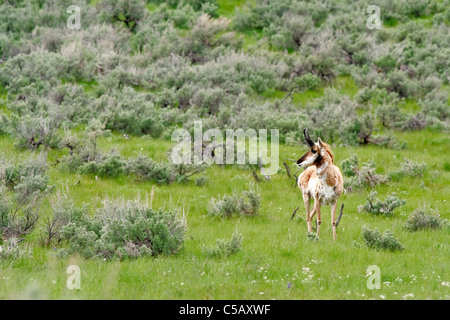 L'antilope le pâturage dans le Parc Yellowstone NP Banque D'Images