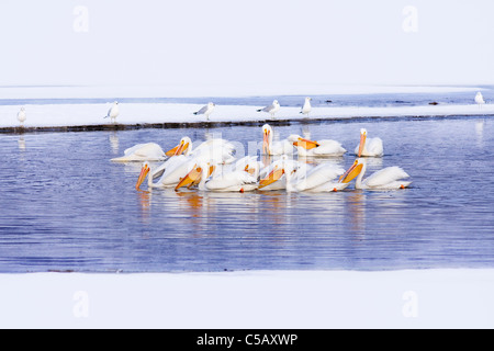 Les pélicans piscine autour de manger à East Bay Utah Banque D'Images