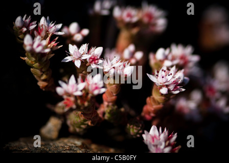 Close up de Sedum anglicum fleurs. Également connu sous le nom de English Stonecrop. Banque D'Images