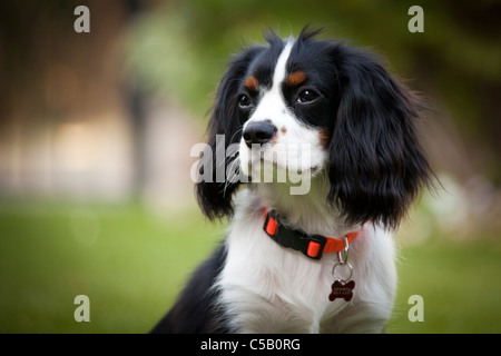 Cavalier King Charles Spaniel Banque D'Images