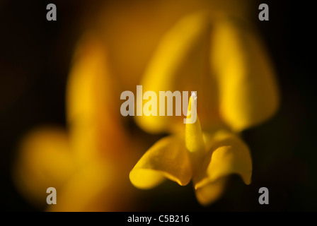 Close up de Lotus corniculatus. Aussi connu que les oiseaux à feuilles pennées. Banque D'Images