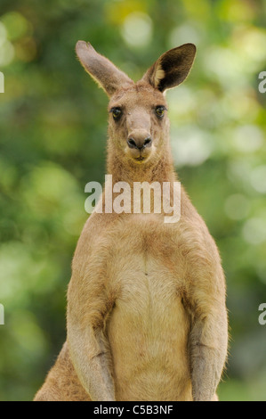 Macropus giganteus kangourou gris de l'homme Photographié en ACT, Australie Banque D'Images