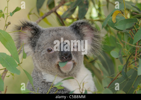 Koala Phascolarctos cinereus manger les feuilles photographié dans le Queensland, Australie Banque D'Images