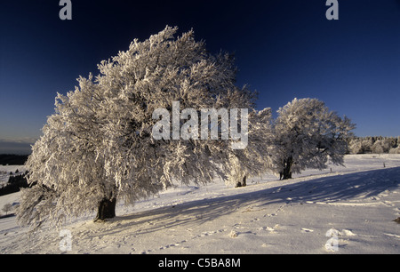 L'hiver sur Mt. Schauinsland, Forêt-Noire, près de Fribourg Banque D'Images