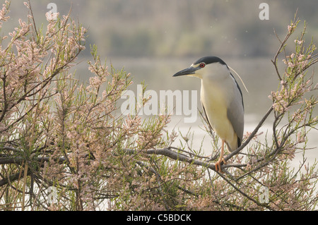 Bihoreau gris Nycticorax nycticorax photographié dans la Camargue, France Banque D'Images