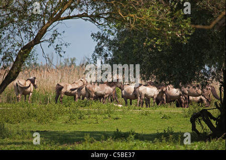 Poneys Konik pâturage sur le Oostvardersplassen Réserve naturelle dans les Pays-Bas Banque D'Images