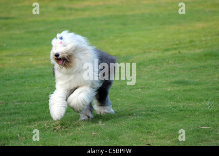 Old English sheepdog exécuté sur la pelouse Banque D'Images