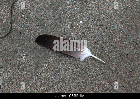 Plume d'aigle posé sur une plage de sable Banque D'Images