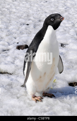 Adelie penguin Sur la neige à l'appareil photo à fermer jusqu'en Antarctique Banque D'Images