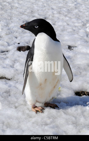 Adelie penguin Sur la neige à l'appareil photo à fermer jusqu'en Antarctique Banque D'Images