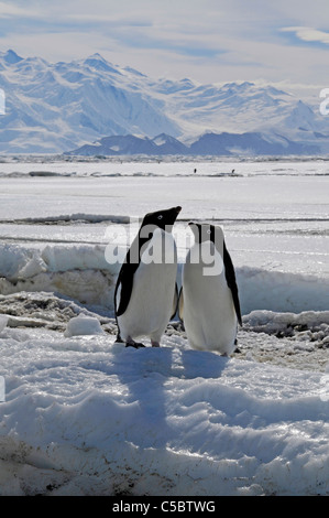 Paire de manchots adélies à Cap Hallett mer de Ross en Antarctique Banque D'Images