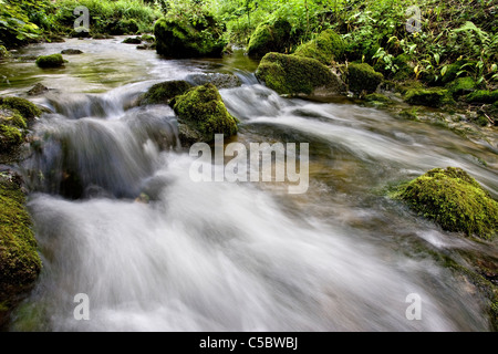 Gordale, beck ci-dessous Janet's Foss, Malhamdale, Yorkshire Dales Banque D'Images