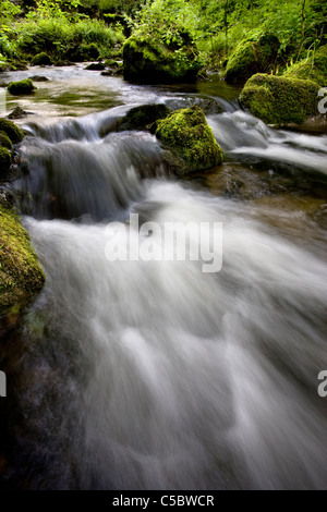 Gordale, beck ci-dessous Janet's Foss, Malhamdale, Yorkshire Dales Banque D'Images