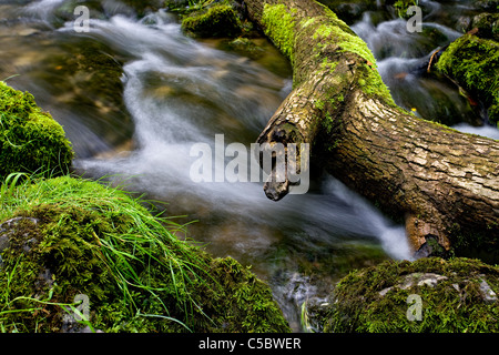 Gordale, beck ci-dessous Janet's Foss, Malhamdale, Yorkshire Dales Banque D'Images