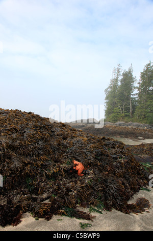 Plage de sable avec des rochers exposés à marée basse sur la plage près de Tofino, BC Canada. Les mauvaises herbes et d'étoiles de mer exposée sur un rocher à marée basse Banque D'Images