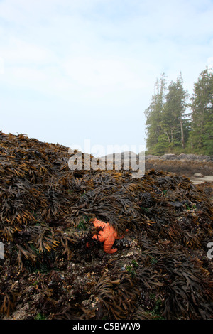 Plage de sable avec des rochers exposés à marée basse sur la plage près de Tofino, BC Canada. Les mauvaises herbes et d'étoiles de mer exposée sur un rocher à marée basse Banque D'Images