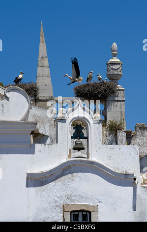 Le Portugal, l'Algarve, Faro, cigognes' niche sur l'Arco da Vila bell tower Banque D'Images