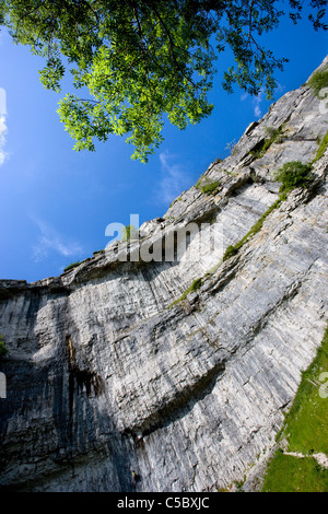 À la recherche jusqu'à l'amphithéâtre de falaises en forme de Malham Cove, Malhamdale, Yorkshire Dales Banque D'Images